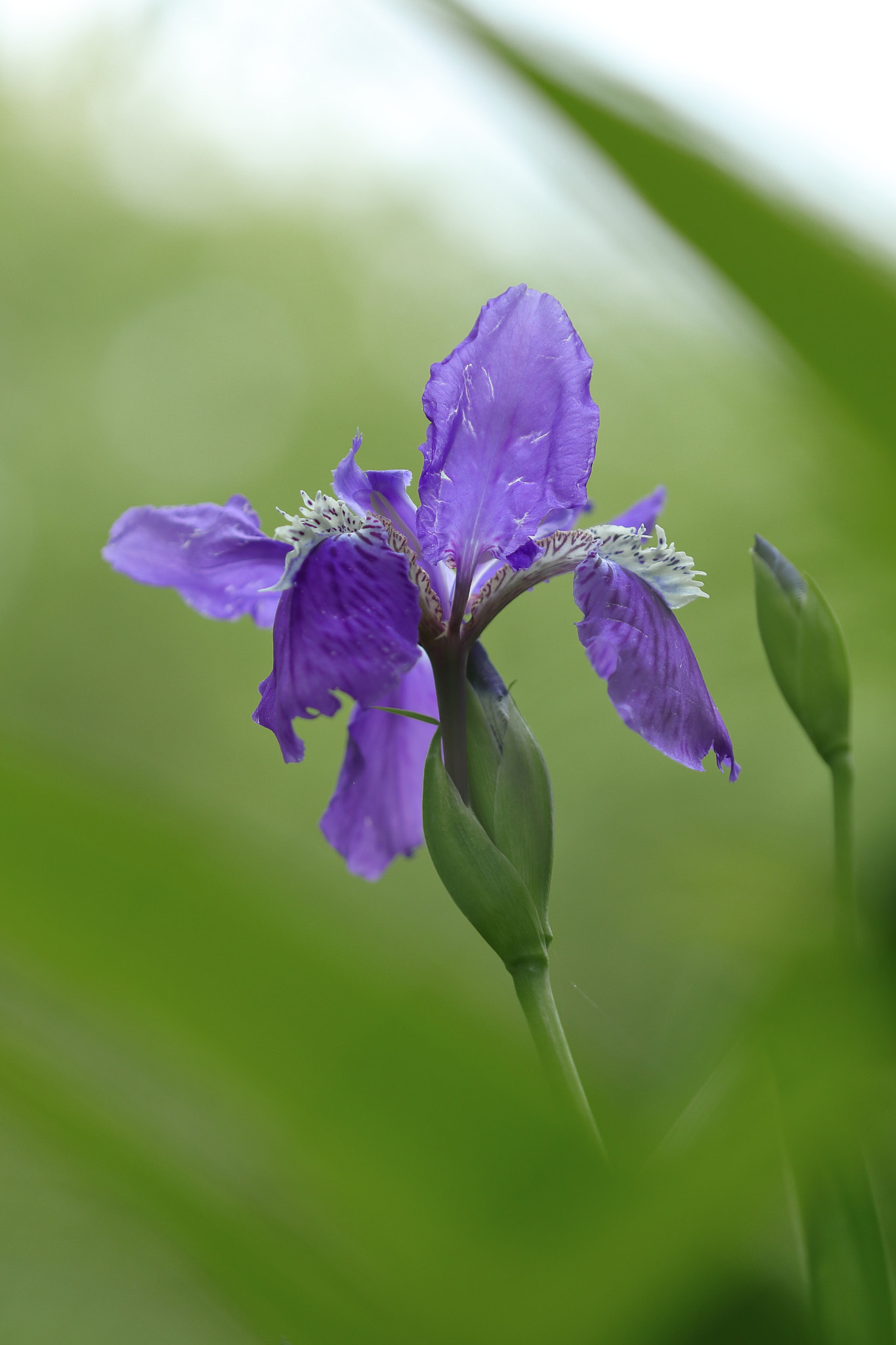 Canon EOS 200D (EOS Rebel SL2 / EOS Kiss X9) + Canon EF 100mm F2.8L Macro IS USM sample photo. Beautiful iris img_0872 photography