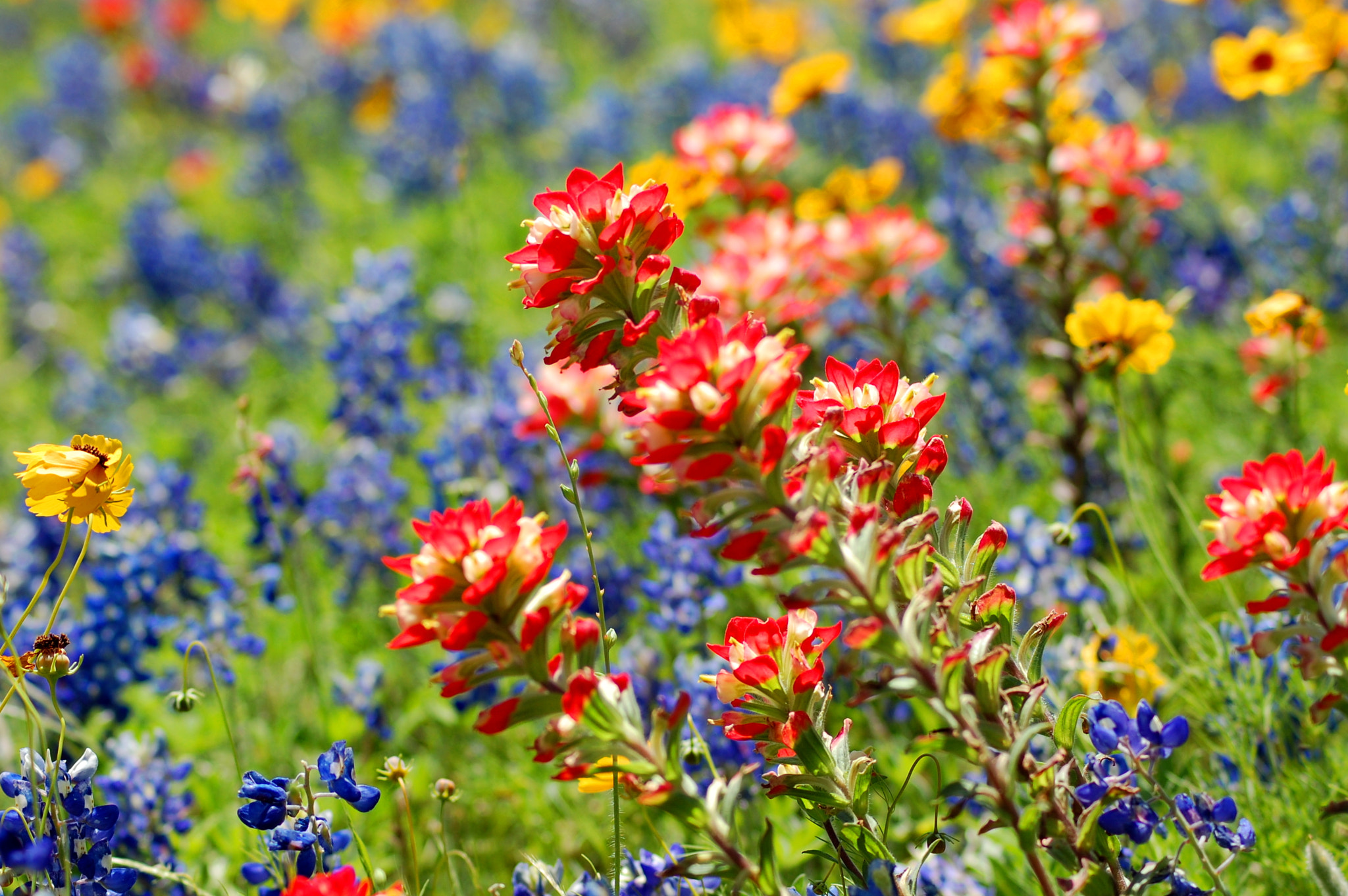 Nikon D40 sample photo. Wild flowers photography