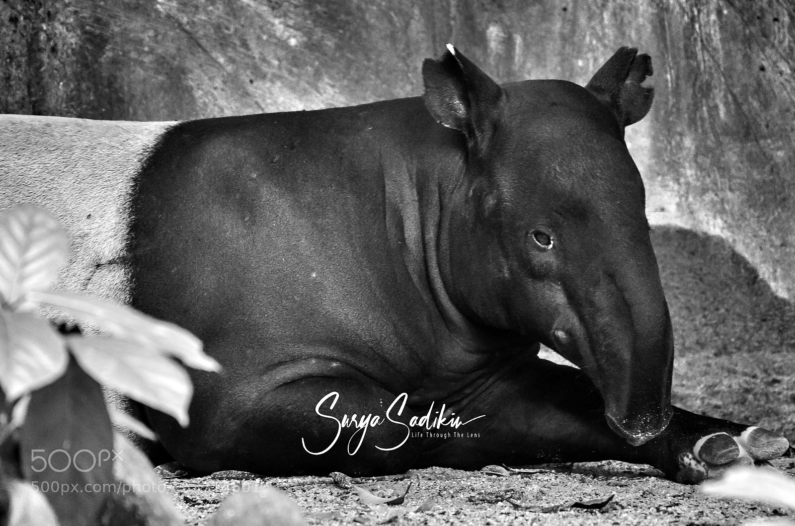 Nikon D7000 sample photo. Malayan tapir photography