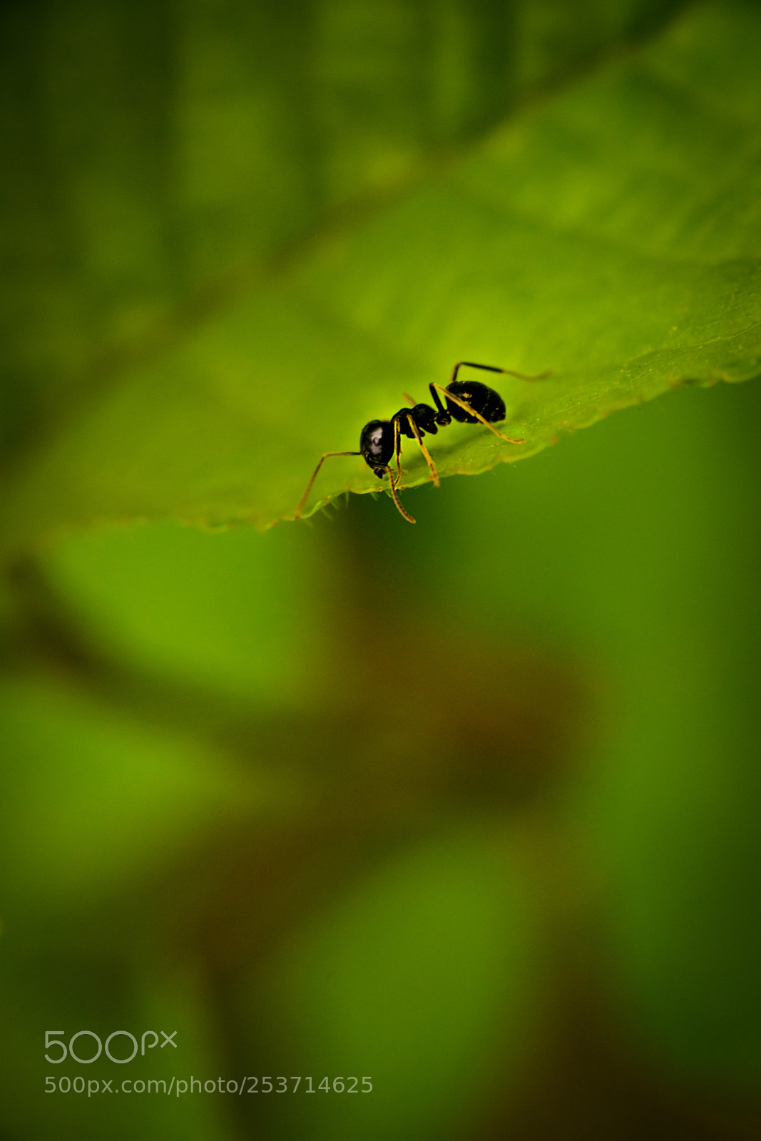 Sony a7 II sample photo. Ant explore photography