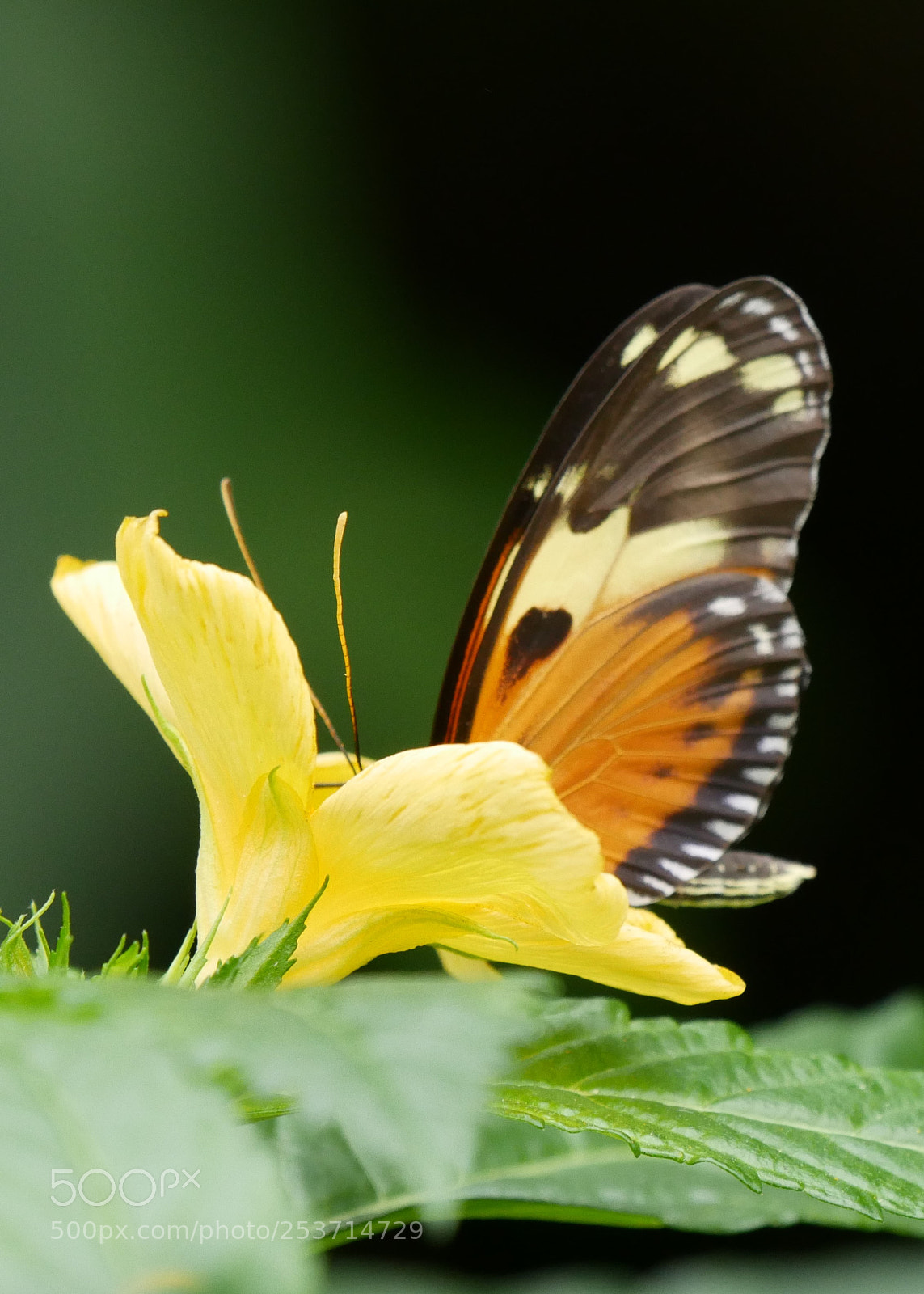 Panasonic DMC-G81 sample photo. Butterfly / schmetterling photography