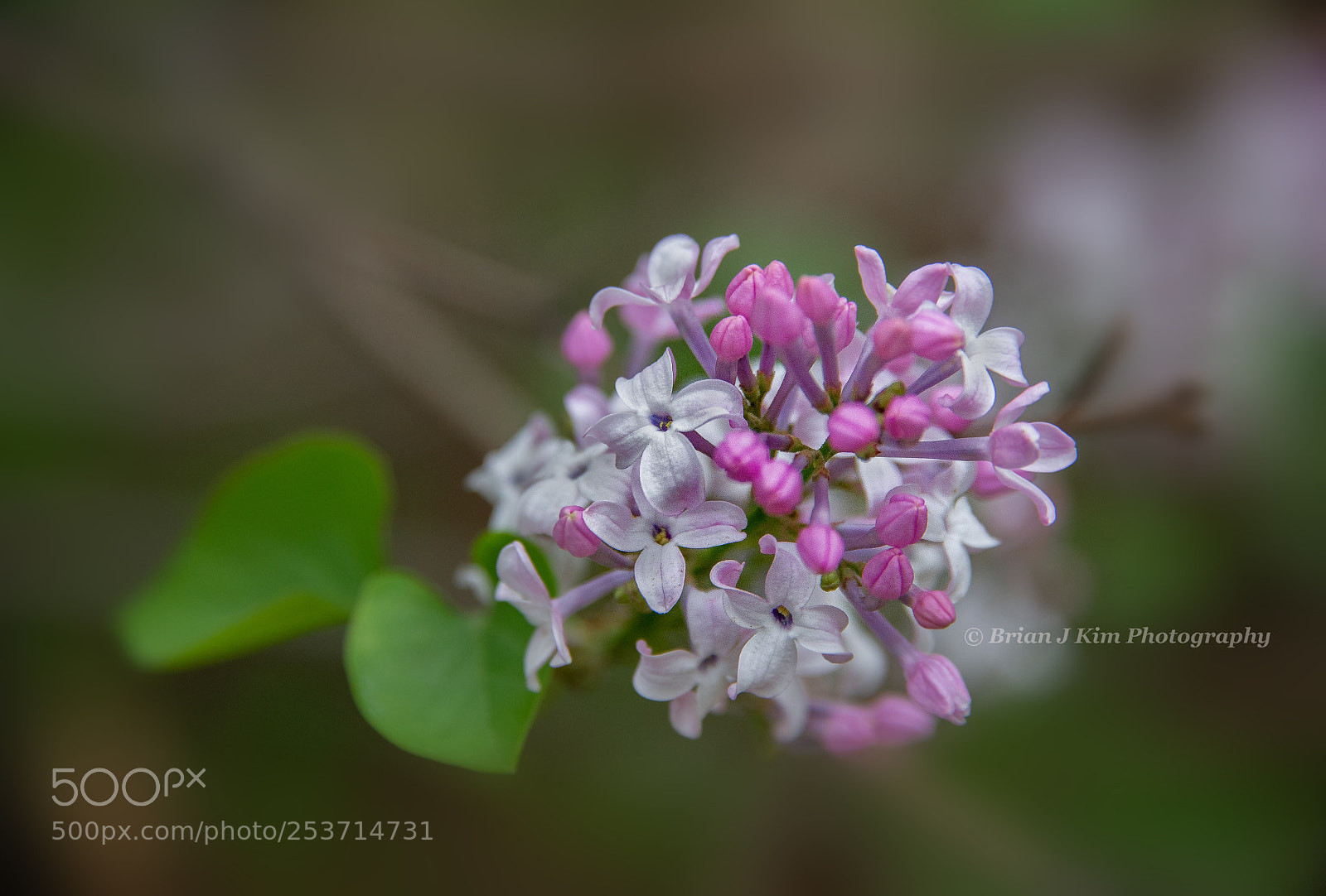 Nikon D610 sample photo. Lilac is blooming! photography
