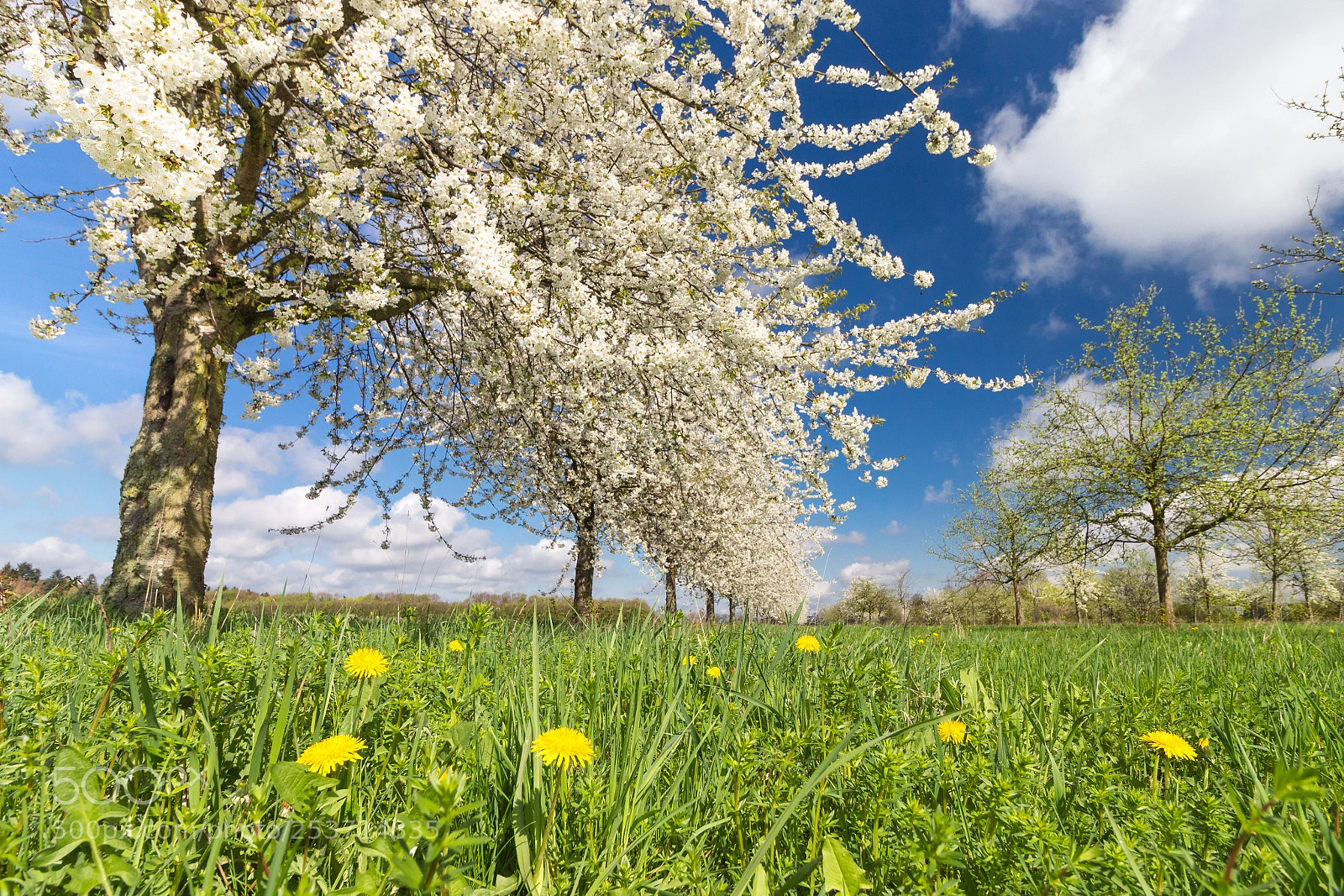 Canon EOS 700D (EOS Rebel T5i / EOS Kiss X7i) sample photo. Spring in cologne photography