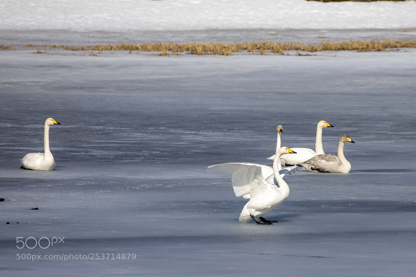 Canon EOS 5D Mark IV sample photo. Whooper swan photography