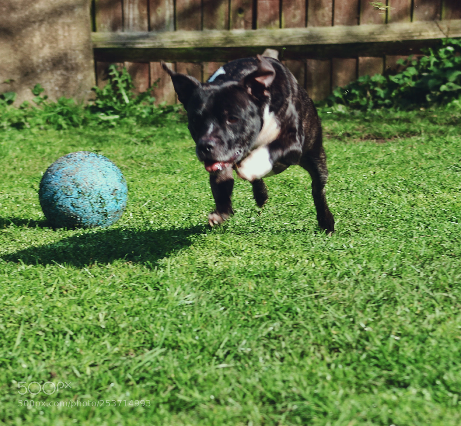 Canon EOS 700D (EOS Rebel T5i / EOS Kiss X7i) sample photo. Give me the ball photography