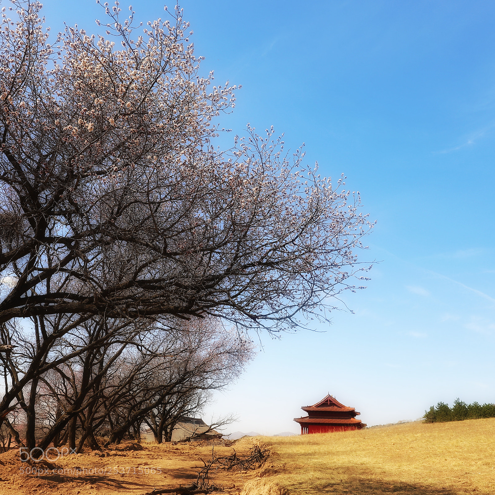 Canon EOS 6D Mark II sample photo. Untitled photography