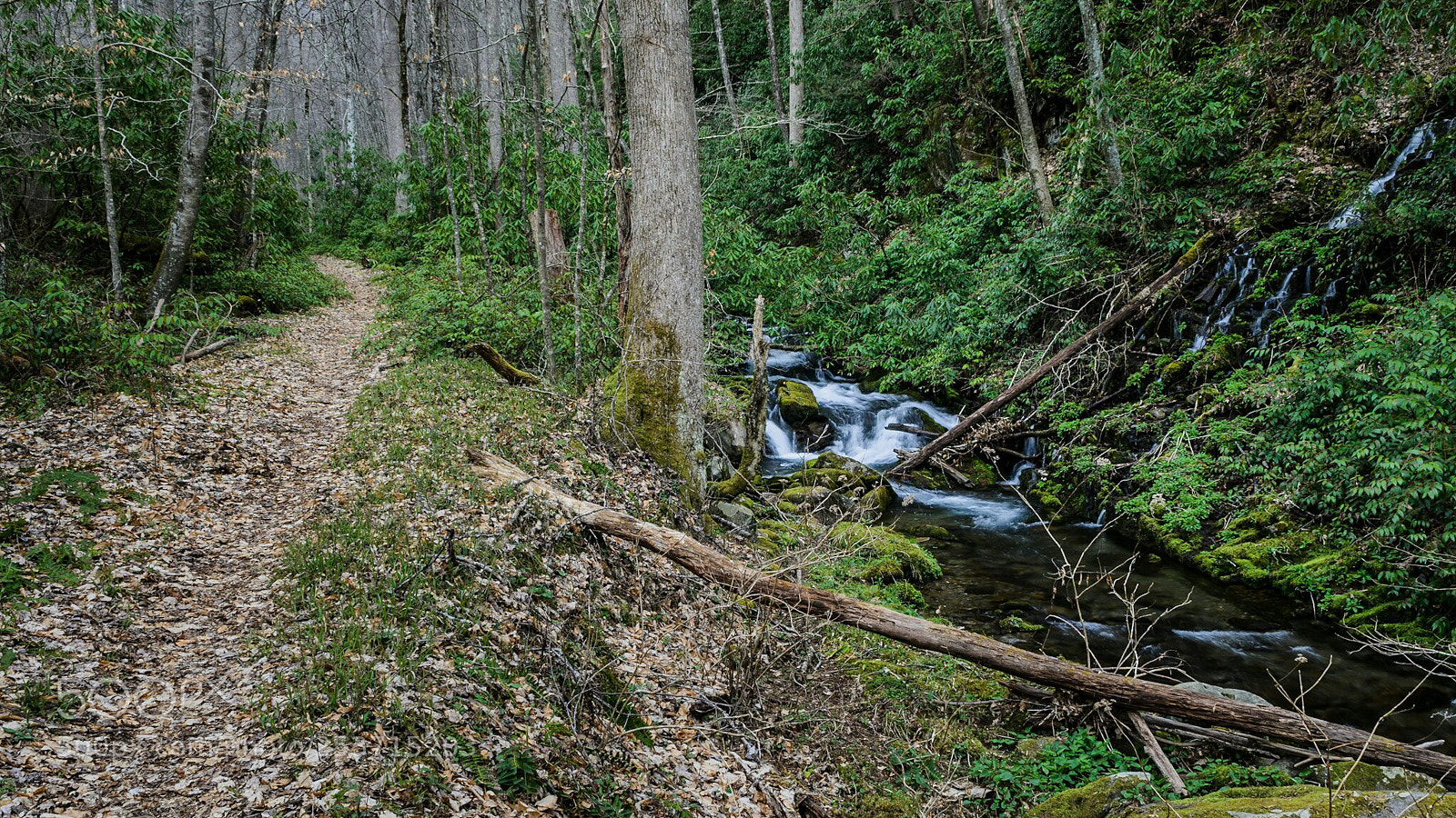 Nikon D7000 sample photo. She's been gone, have photography