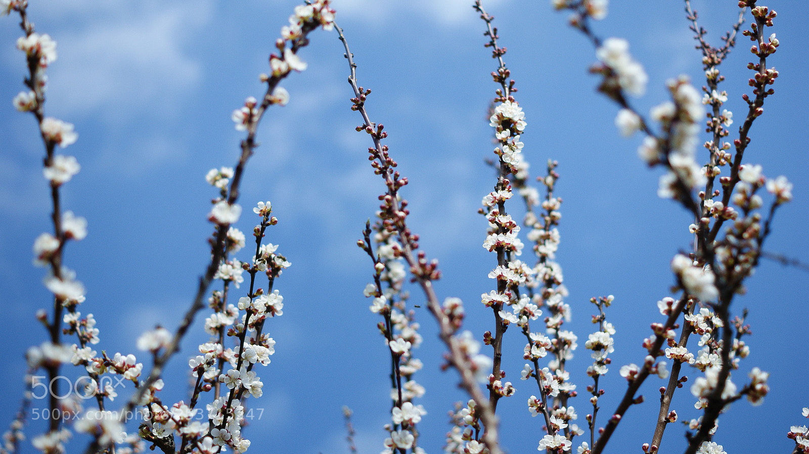 Sony Alpha DSLR-A390 sample photo. Spring photography