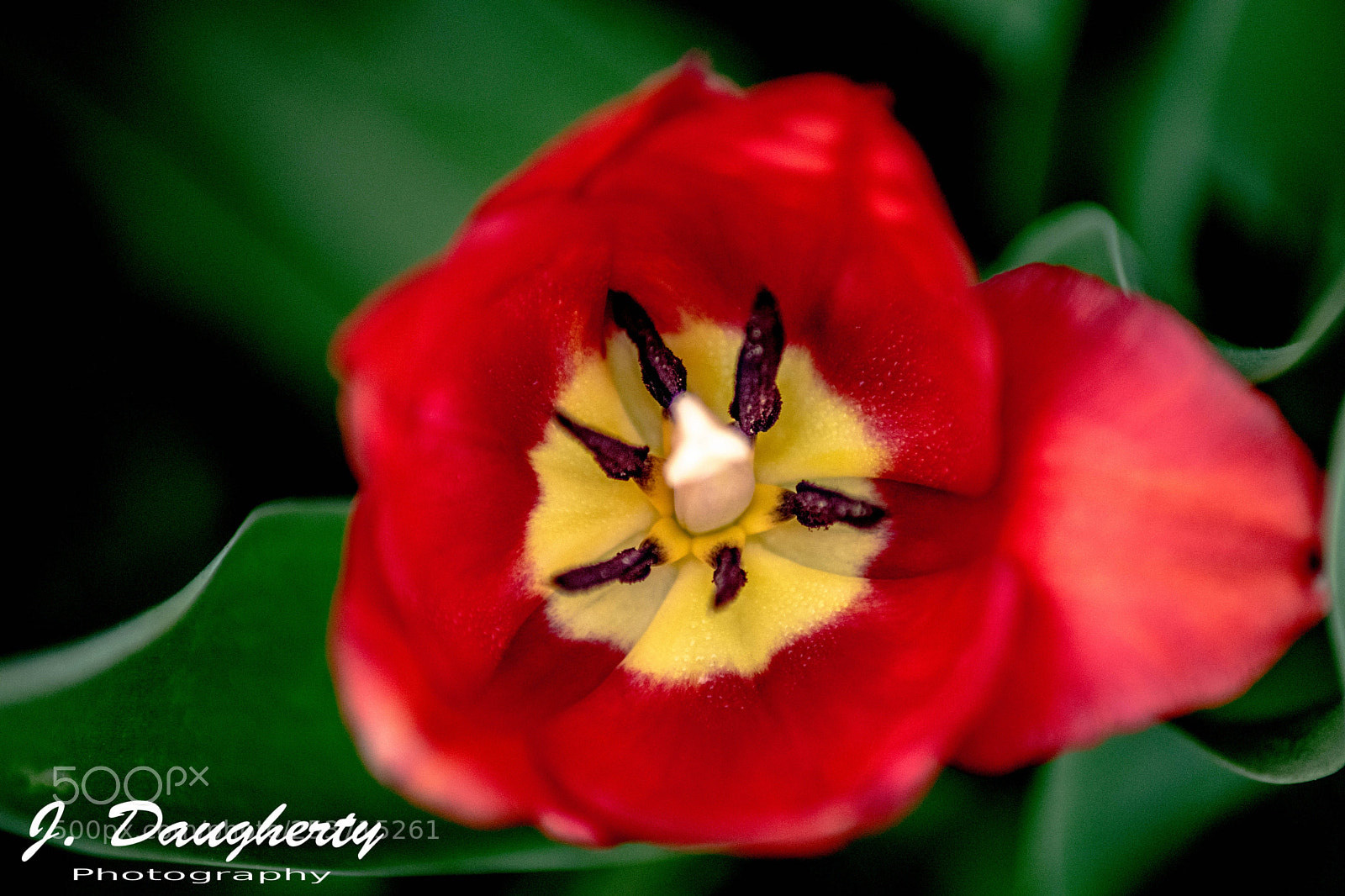 Nikon D5500 sample photo. Spring flower photography