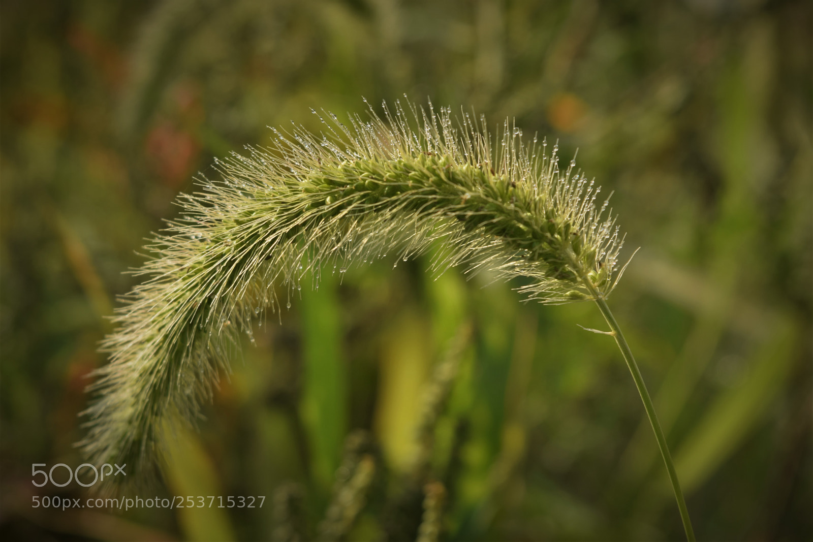 Nikon D3300 sample photo. Heavy with the dew photography