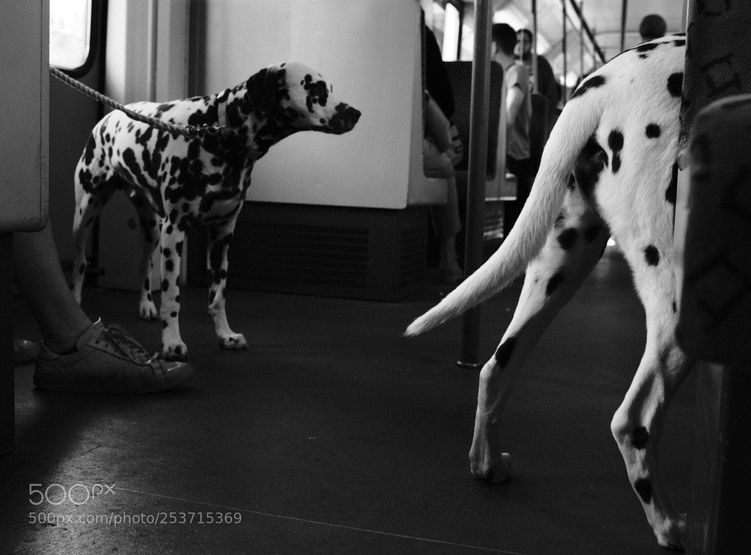 Fujifilm X100F sample photo. Dalmatian photography
