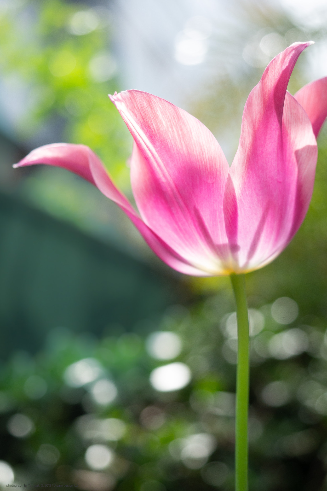 Panasonic DMC-G8 sample photo. Transmitted light photography