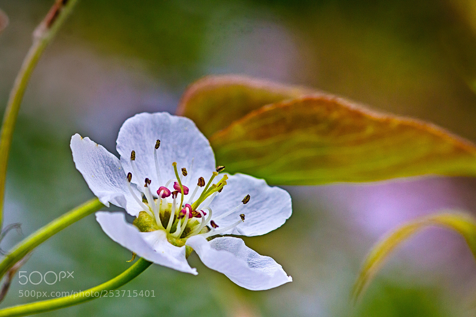 Canon EOS 60D sample photo. Wild japanese pear photography