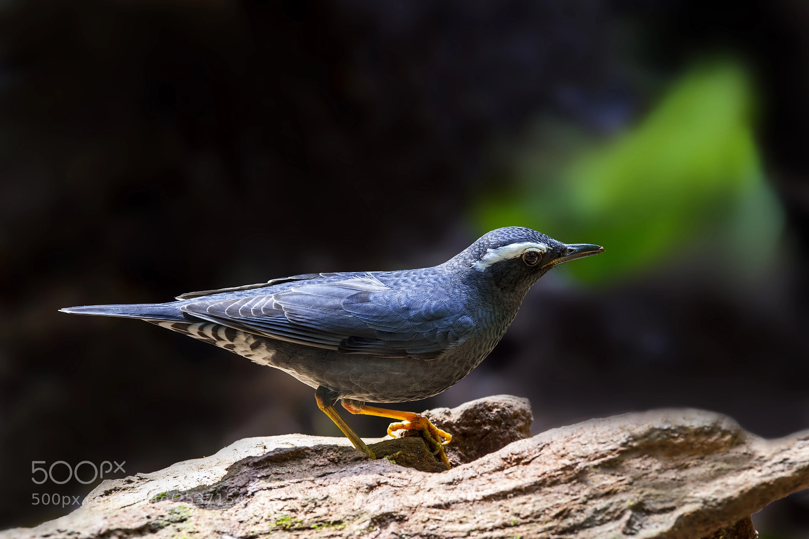 Nikon D4 sample photo. Siberian thrush (m) photography