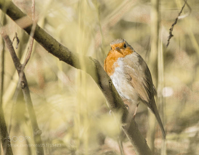 Nikon D7100 sample photo. Rouge gorge.. photography
