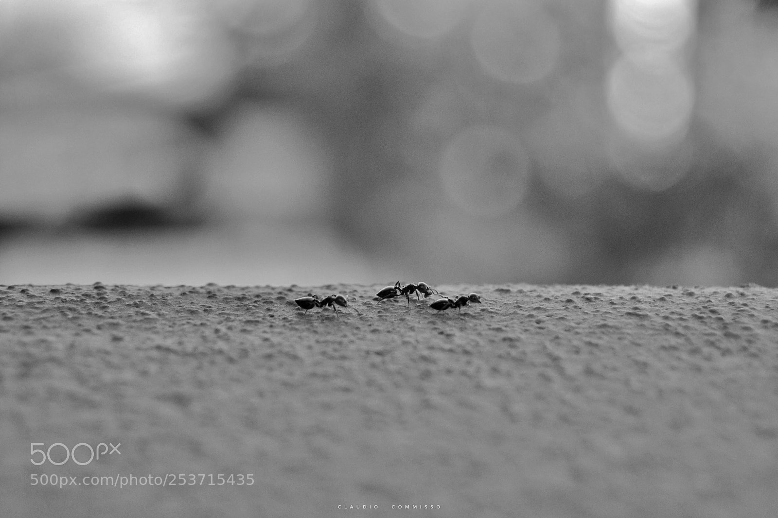 Nikon D3100 sample photo. Untitled photography