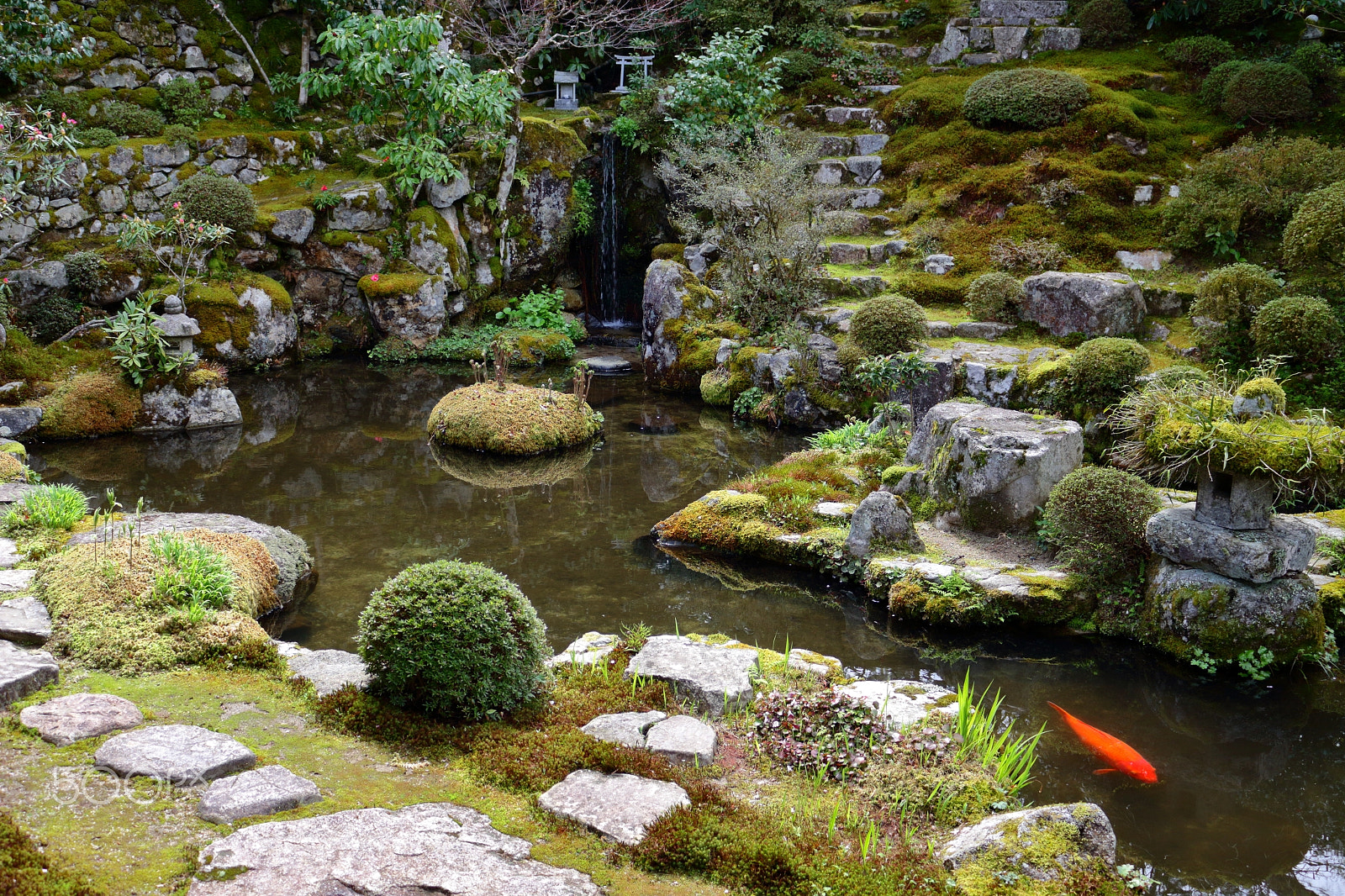 Canon EOS 100D (EOS Rebel SL1 / EOS Kiss X7) sample photo. Carp in pond photography