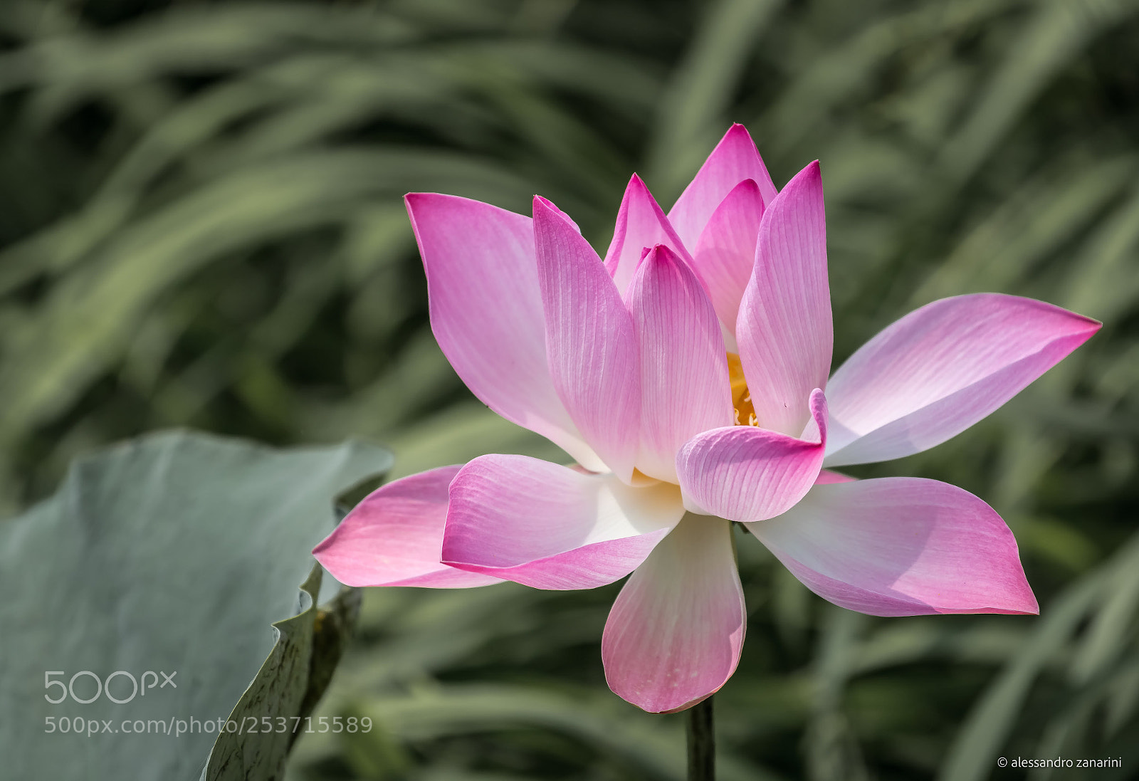 Nikon D7100 sample photo. Lotus flower photography