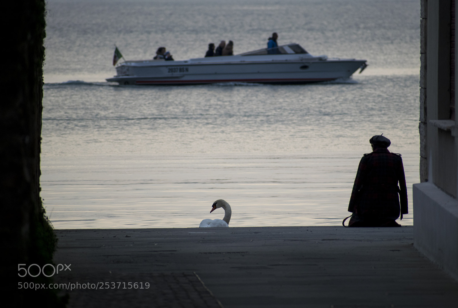 Nikon D3300 sample photo. The swan and the photography