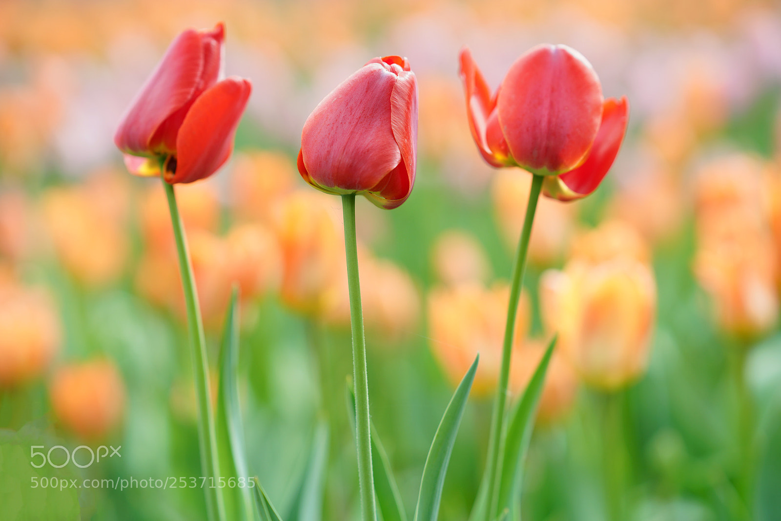 Sony a7R III sample photo. Colorful photography