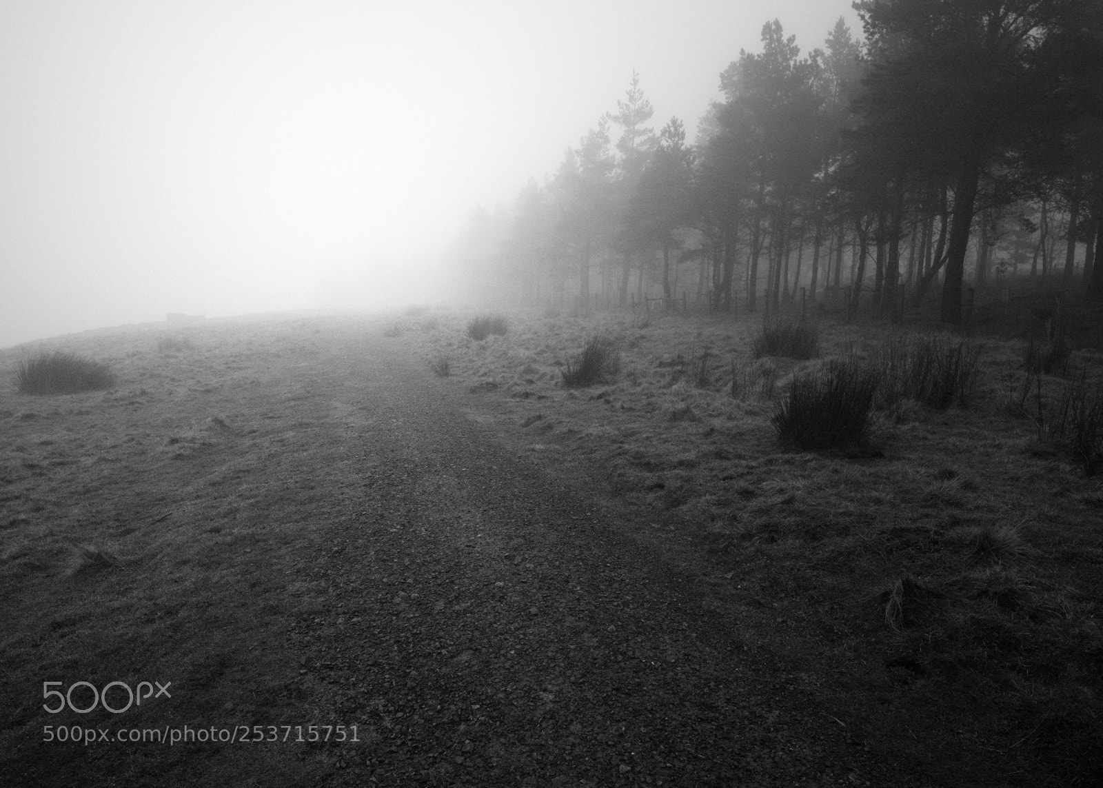 Fujifilm GFX 50S sample photo. Through the fog iv photography