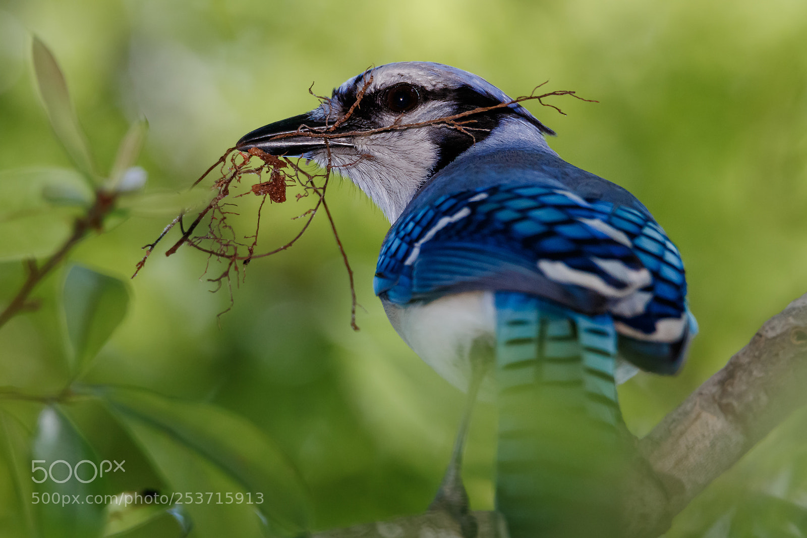 Canon EOS 7D Mark II sample photo. Blue jay photography
