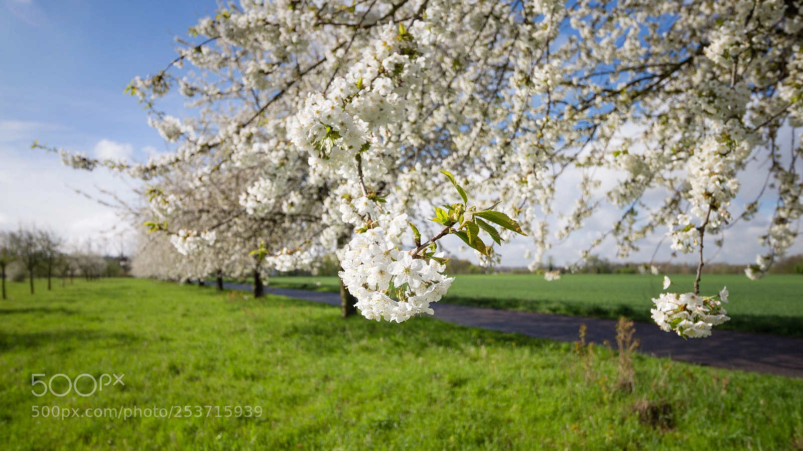 Canon EOS 700D (EOS Rebel T5i / EOS Kiss X7i) sample photo. Spring in cologne photography
