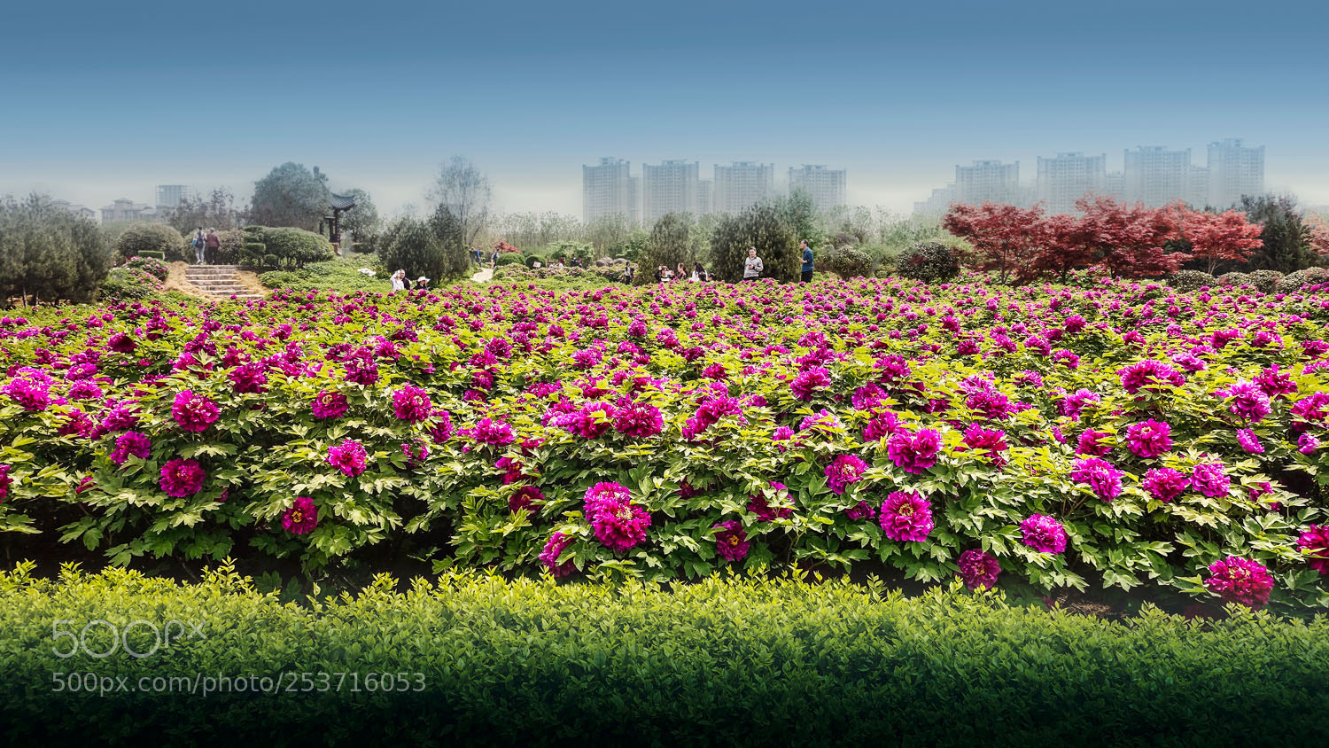 Sony Cyber-shot DSC-RX100 III sample photo. Luoyang peony photography