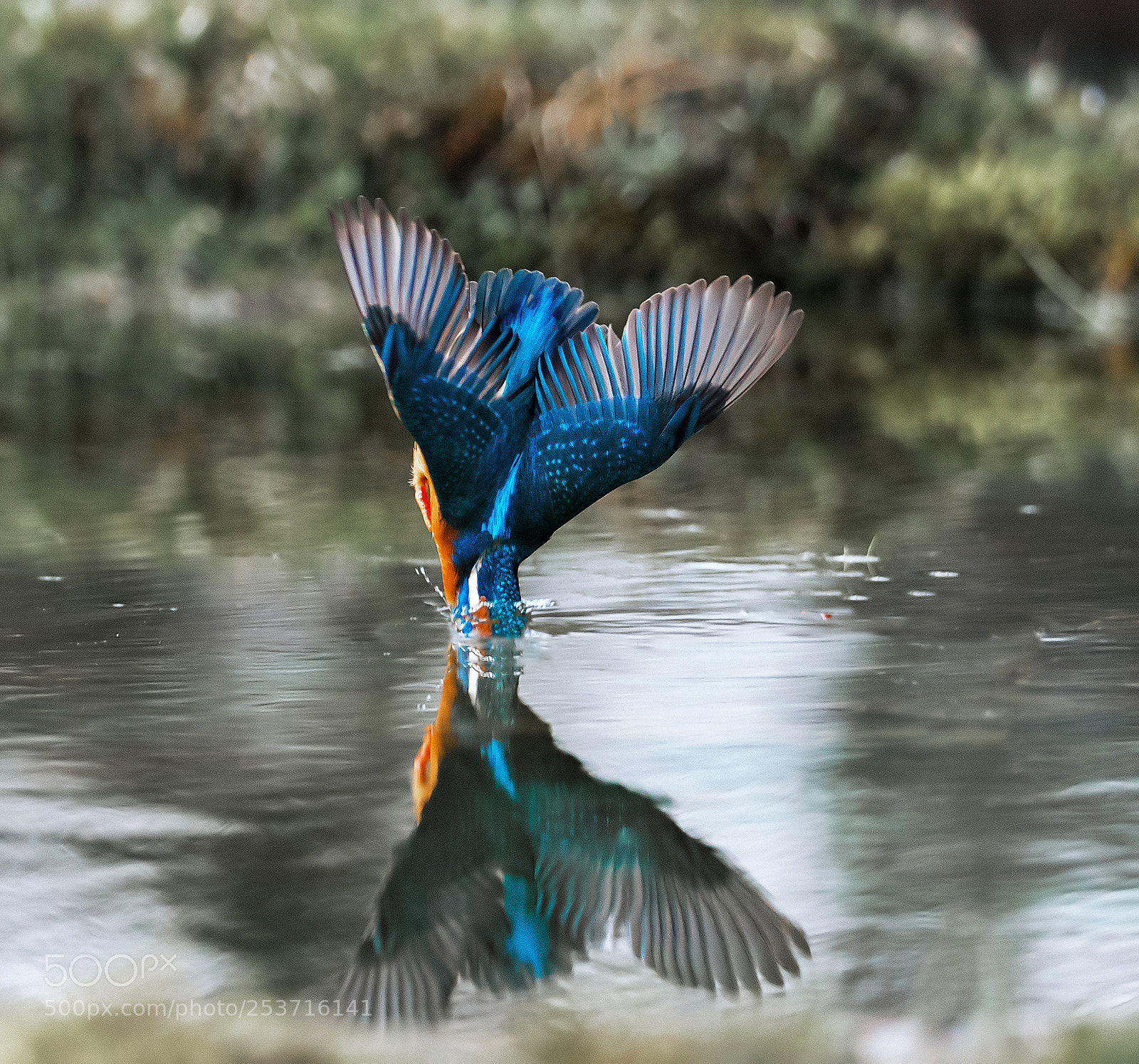 Canon EOS-1D X Mark II sample photo. Kingfisher splaaassshhhvii!!! photography