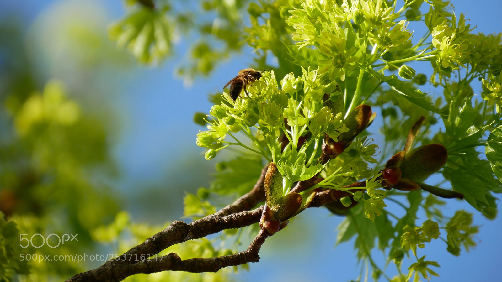 Panasonic Lumix DMC-GX85 (Lumix DMC-GX80 / Lumix DMC-GX7 Mark II) sample photo. Work work work... photography