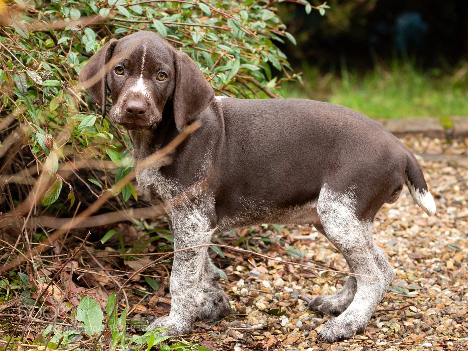 Canon EOS 70D sample photo. Purdey 3 photography