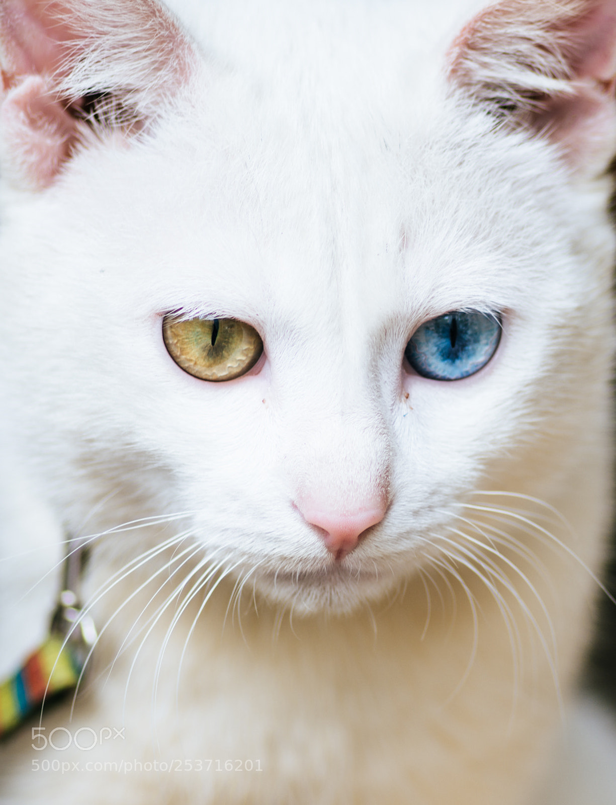 Nikon D7100 sample photo. The half-eye cat photography