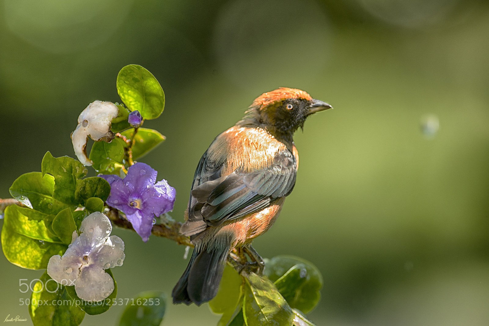 Nikon D800E sample photo. Bird and flowers photography