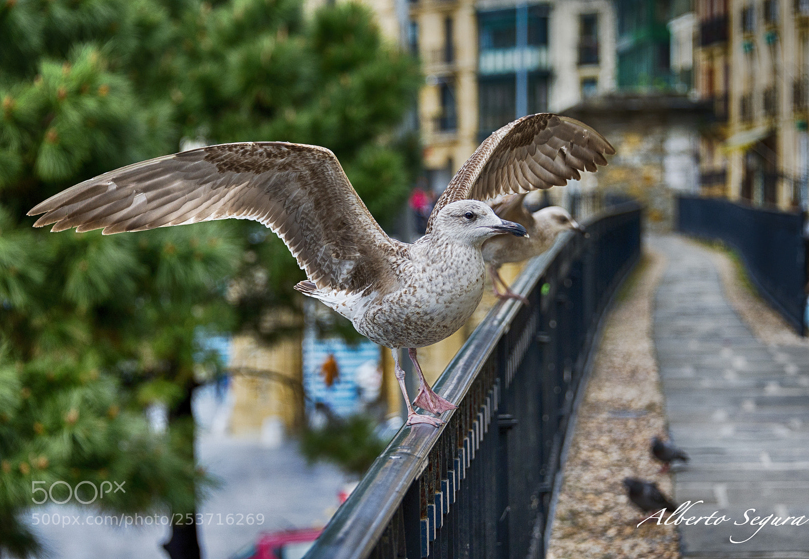 Nikon D610 sample photo. Gaviota photography