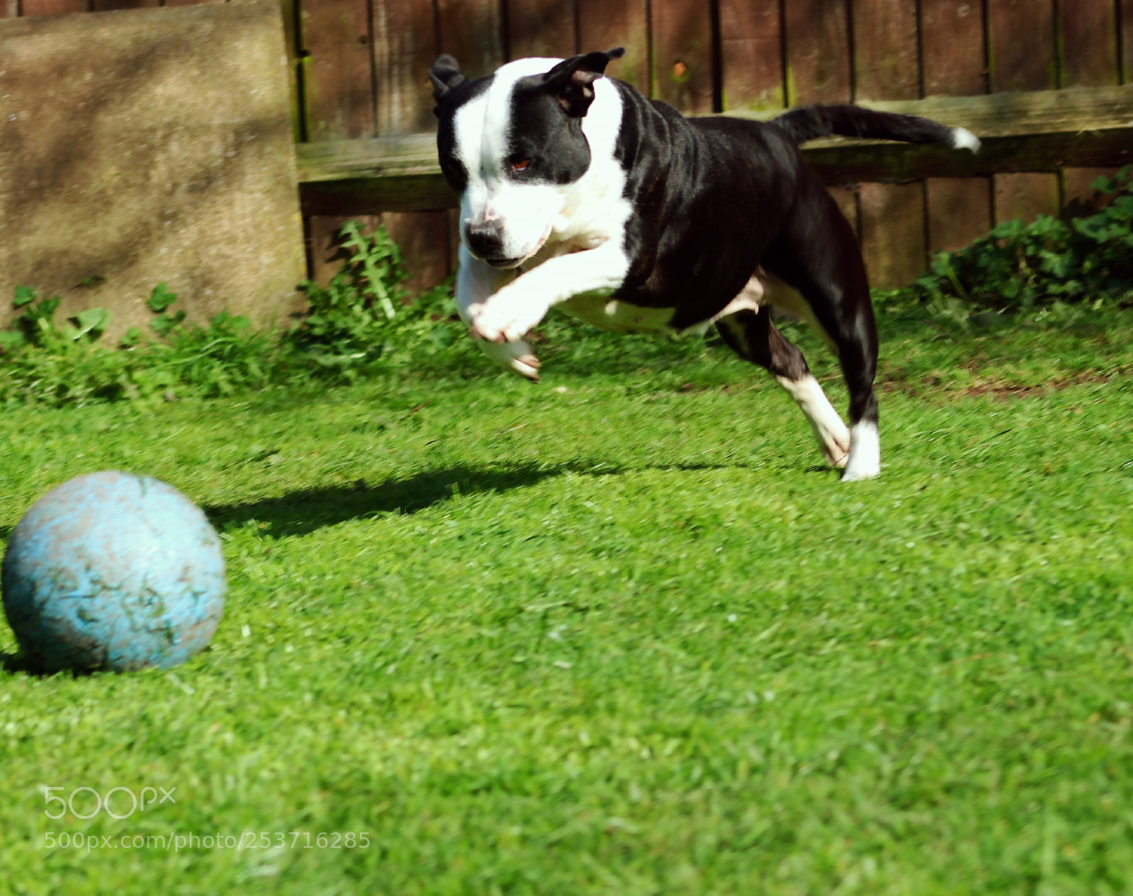 Canon EOS 700D (EOS Rebel T5i / EOS Kiss X7i) sample photo. Eye on the ball photography