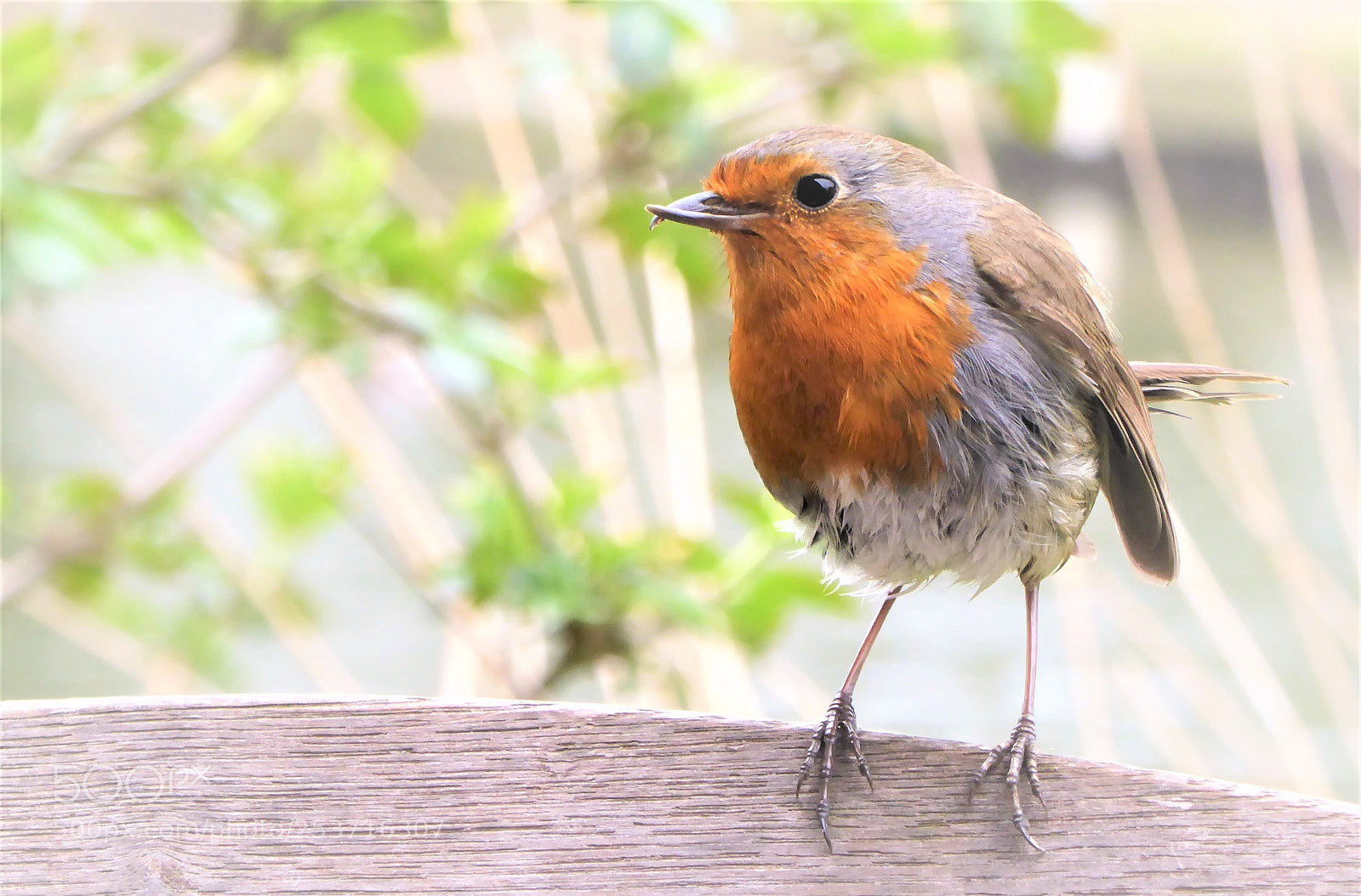 Panasonic Lumix DMC-ZS50 (Lumix DMC-TZ70) sample photo. Scruffy robin photography