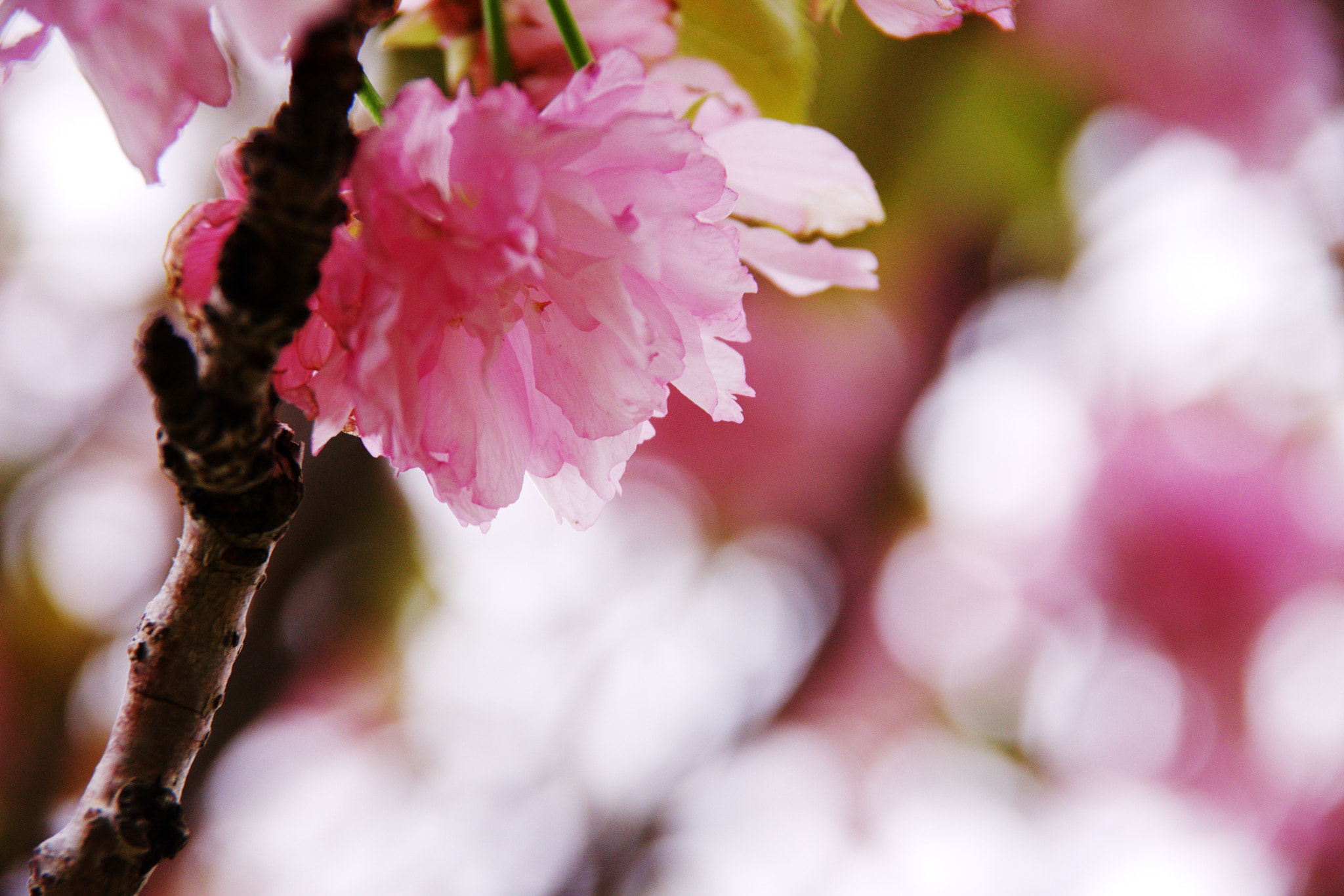 Pentax K-70 sample photo. "yae-zakura"  double cherry blossom photography