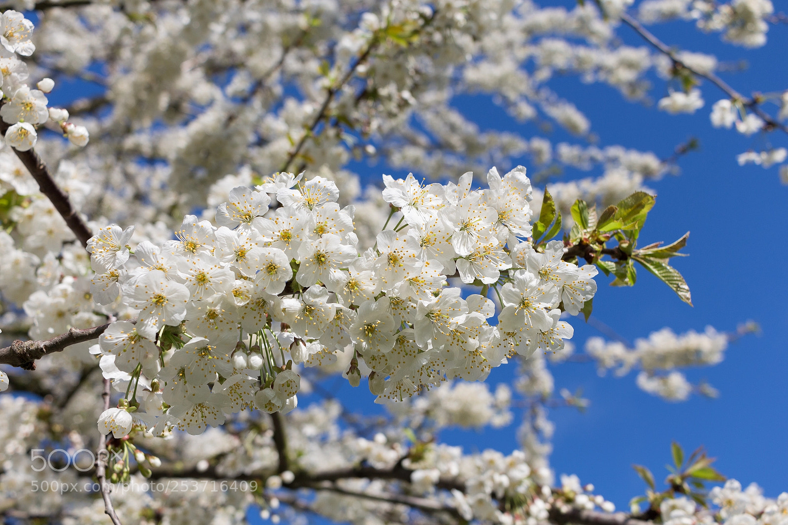 Canon EOS 700D (EOS Rebel T5i / EOS Kiss X7i) sample photo. Springtime in cologne photography