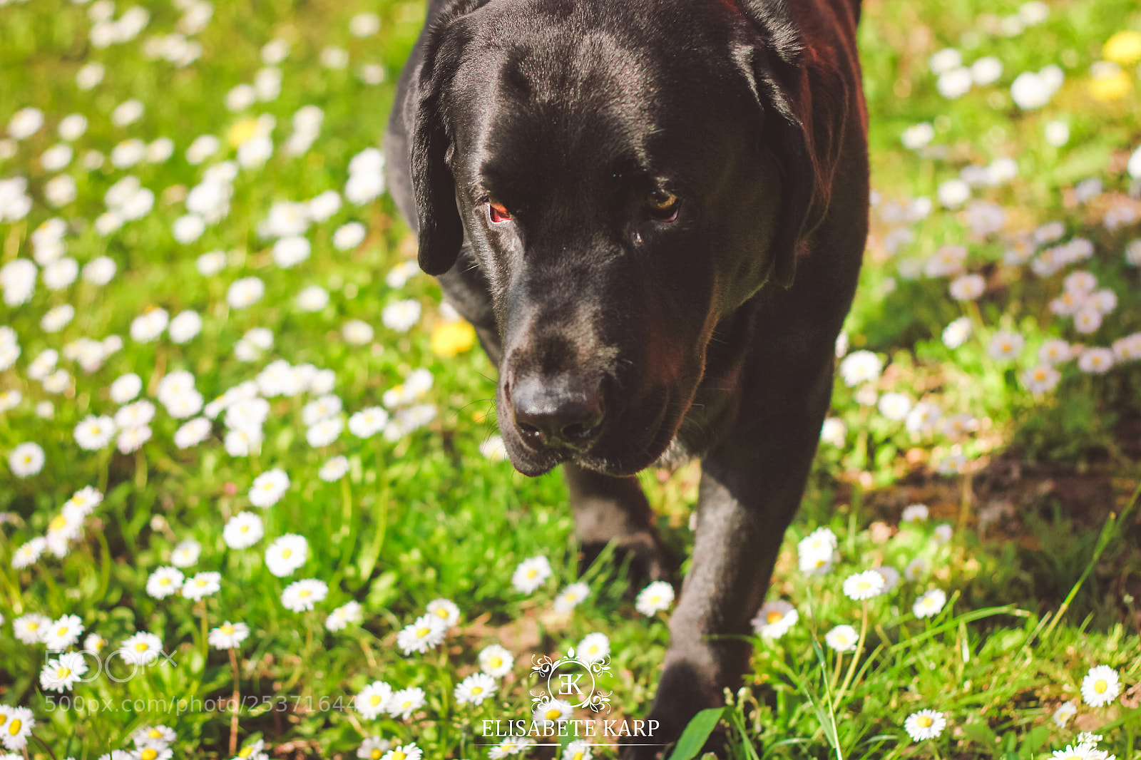 Canon EOS 7D sample photo. Untitled photography