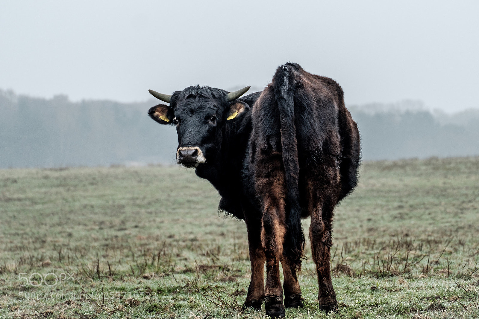 Fujifilm X-T20 sample photo. Sayaguesa bull photography