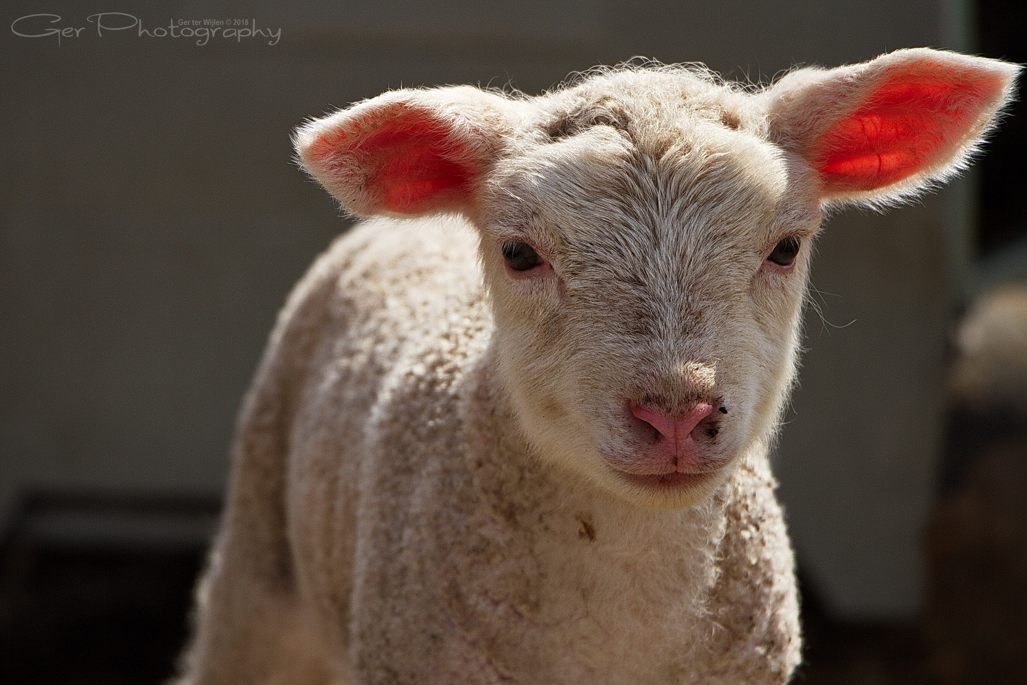 Canon EOS 7D sample photo. Spring time photography