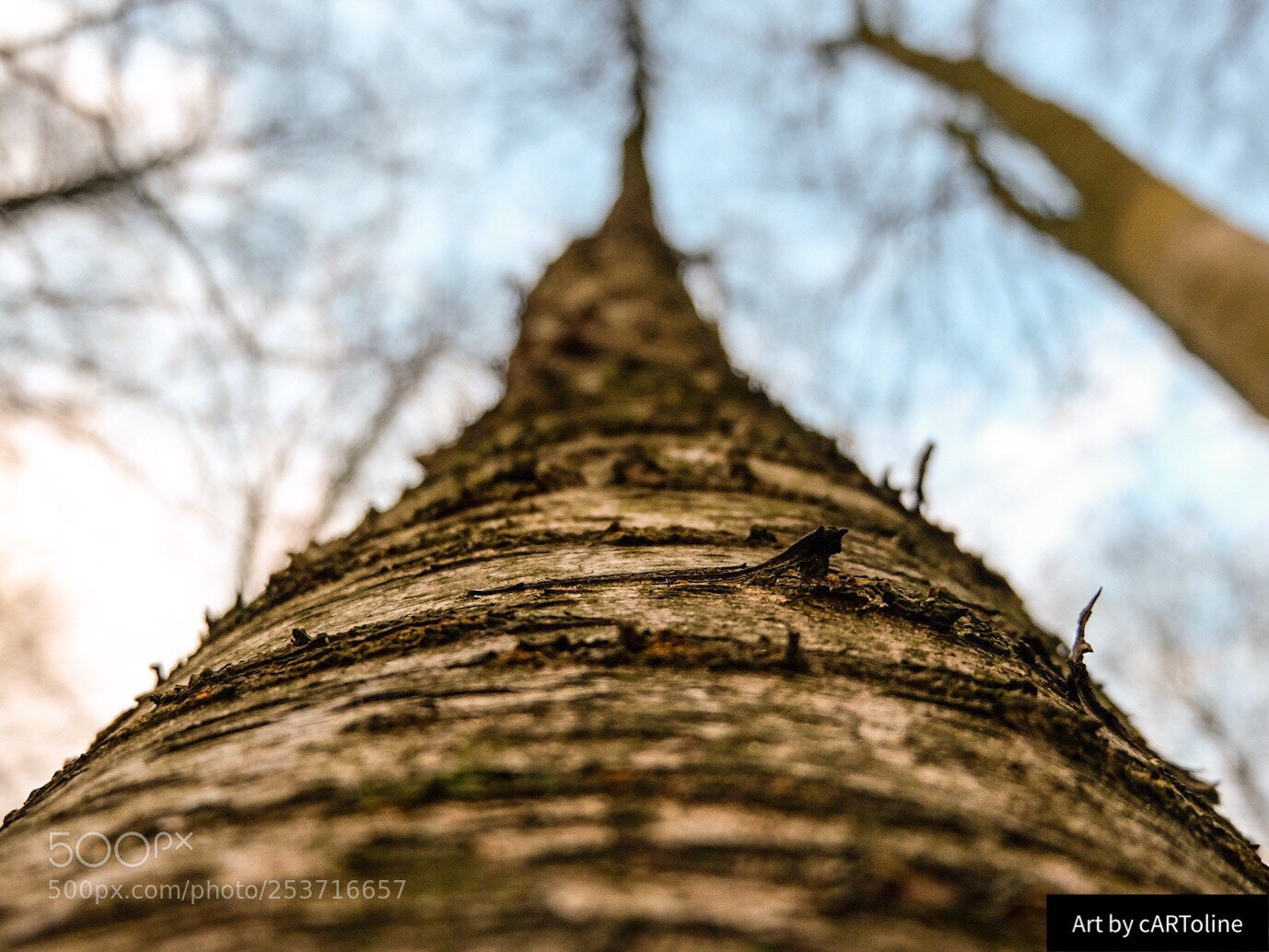 Fujifilm X-T20 sample photo. Lovely tree  photography