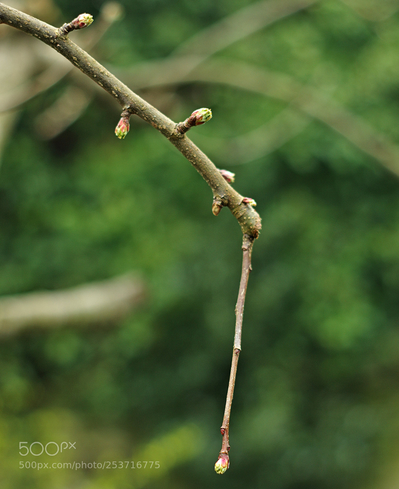 Pentax K-3 sample photo. Signs of spring on photography