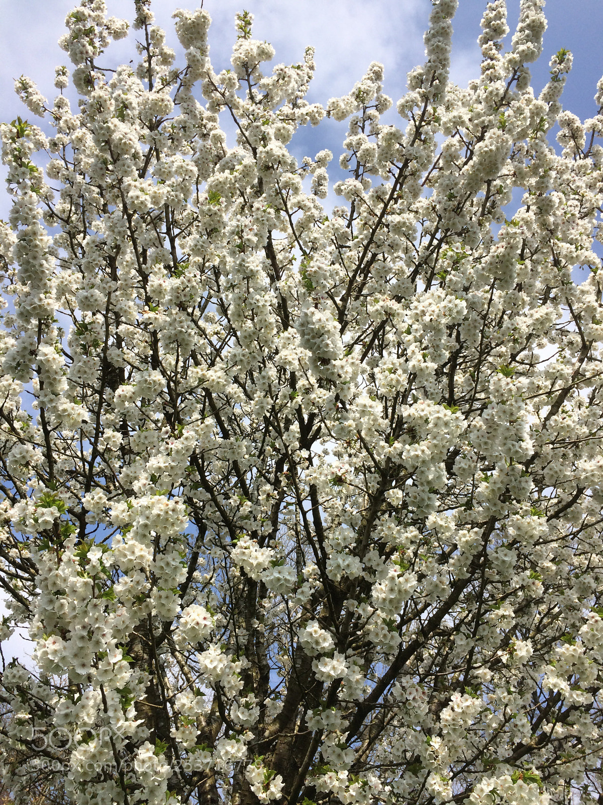 Apple iPhone 5s sample photo. Untitled photography