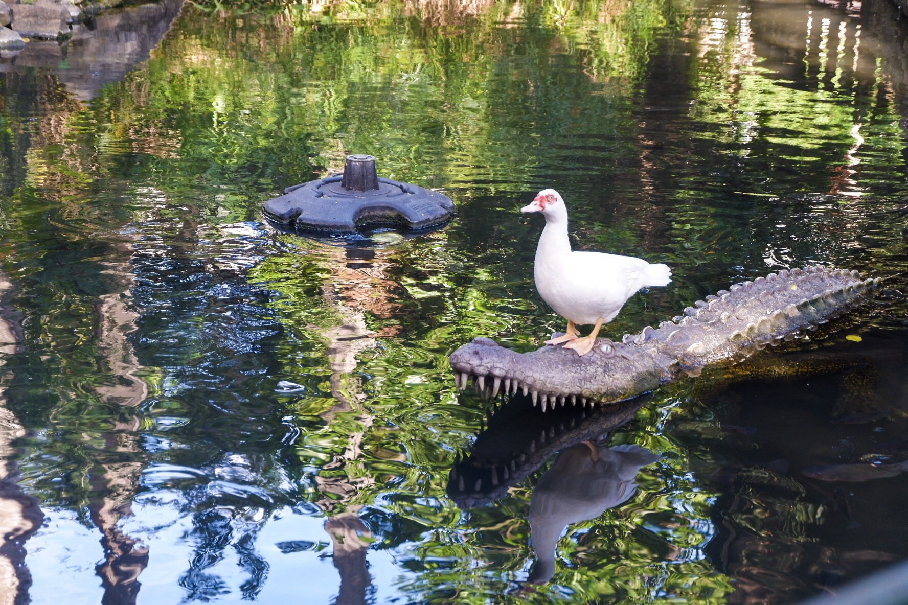 Fujifilm X-A10 sample photo. Nevermind the danger photography