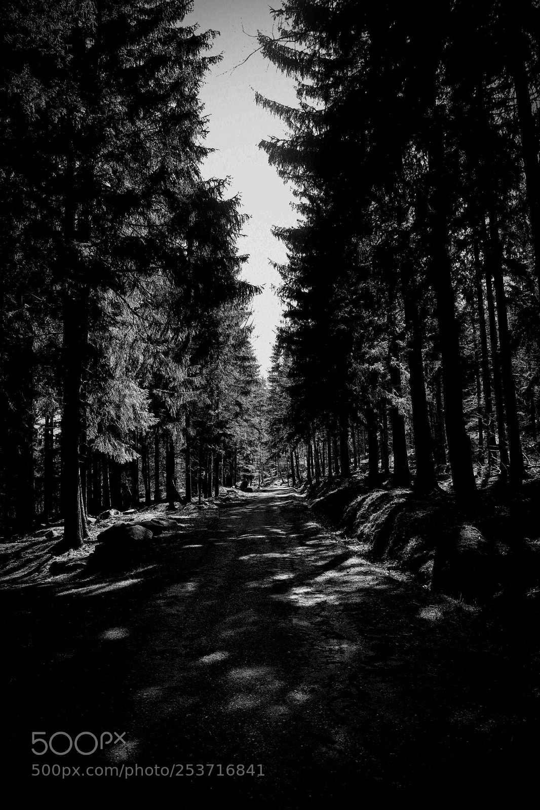 Nikon D3300 sample photo. In a black forest photography