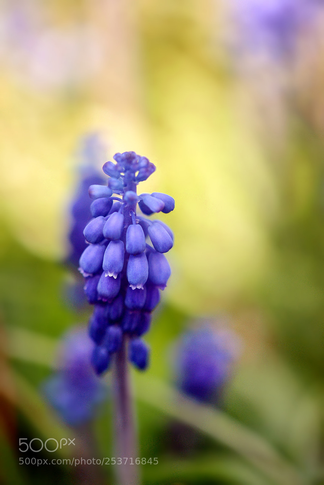 Nikon D3100 sample photo. Muscari neglectum photography