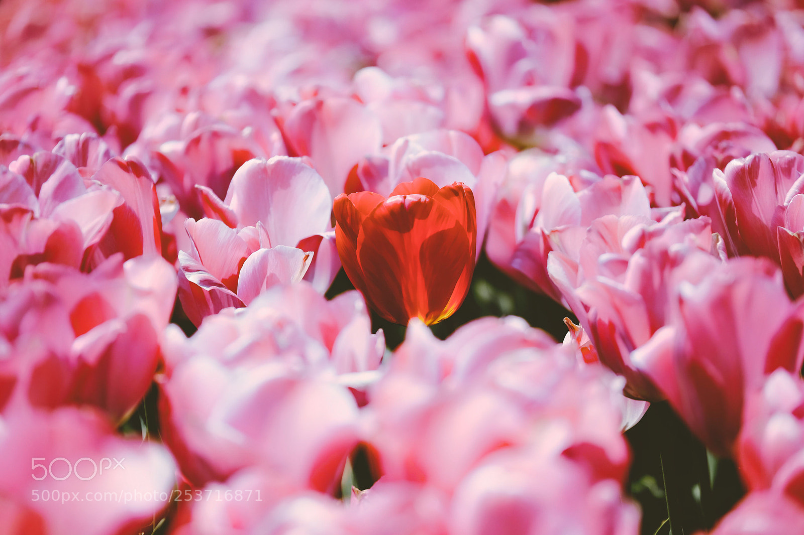 Fujifilm X-Pro2 sample photo. Tulips  photography