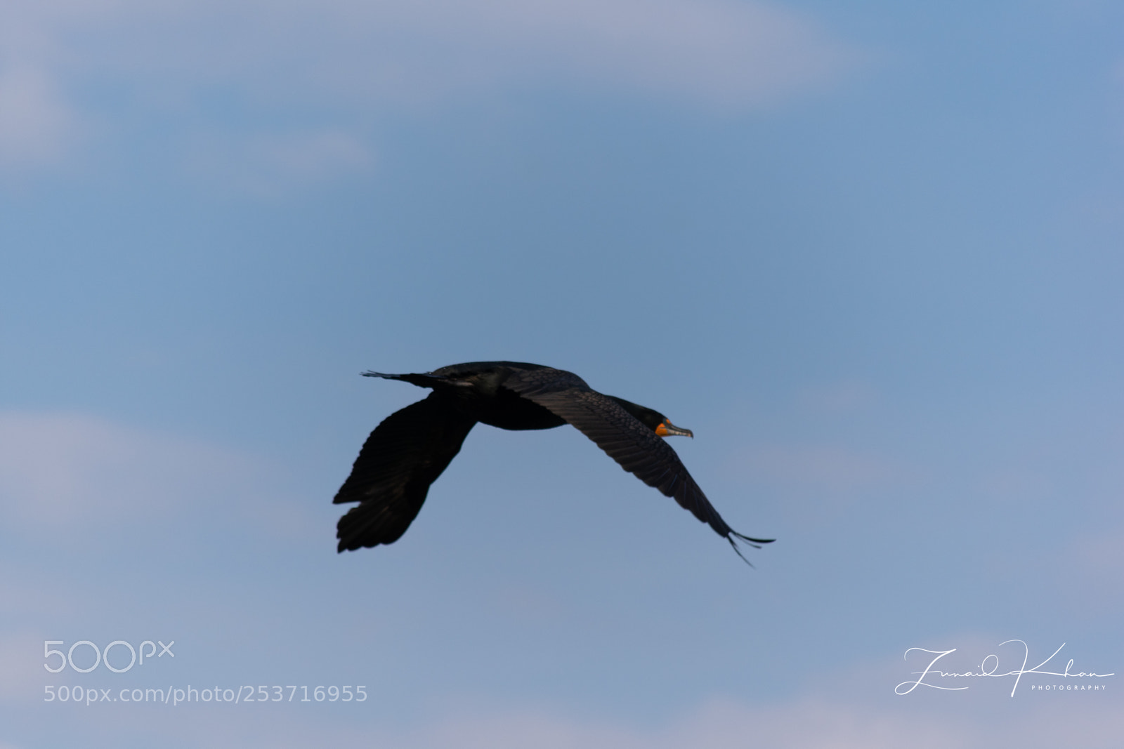 Nikon D3400 sample photo. Cormorant  photography