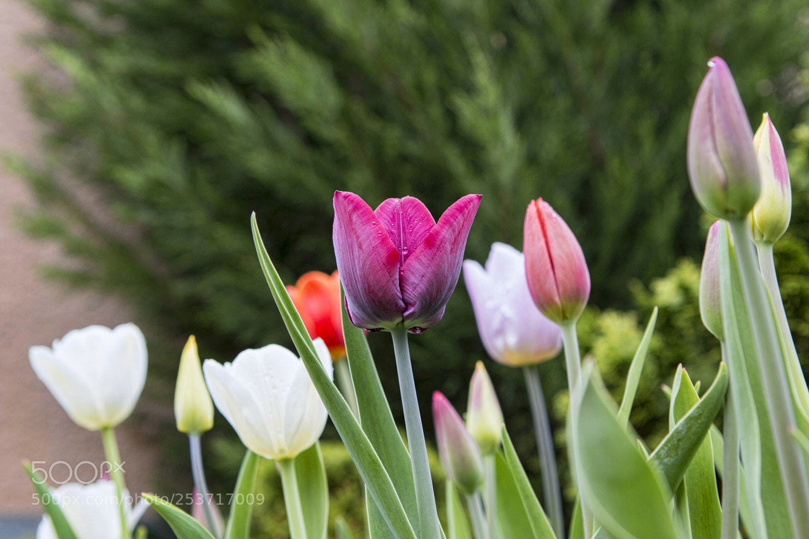 Canon EOS 70D sample photo. Tulipán photography